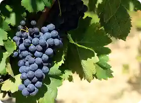 Weintrauben in einer steilen Weinlage